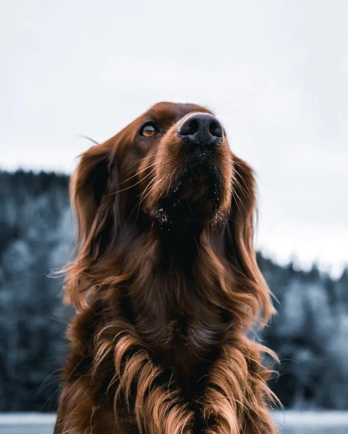 This Human And Dog Love Hiking Together In The Norwegian Wilderness, And Their Pics Are Absolutely Epic