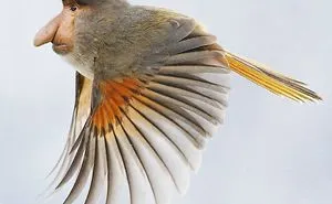 39 Unexpected Animal Hybrids That Would Be Hilarious In Real Life