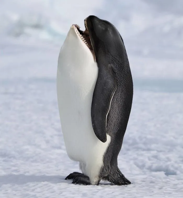 39 Unexpected Animal Hybrids That Would Be Hilarious In Real Life