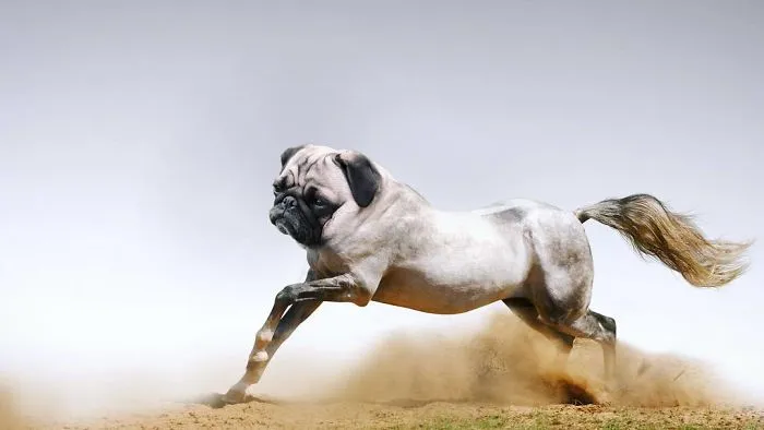 39 Unexpected Animal Hybrids That Would Be Hilarious In Real Life