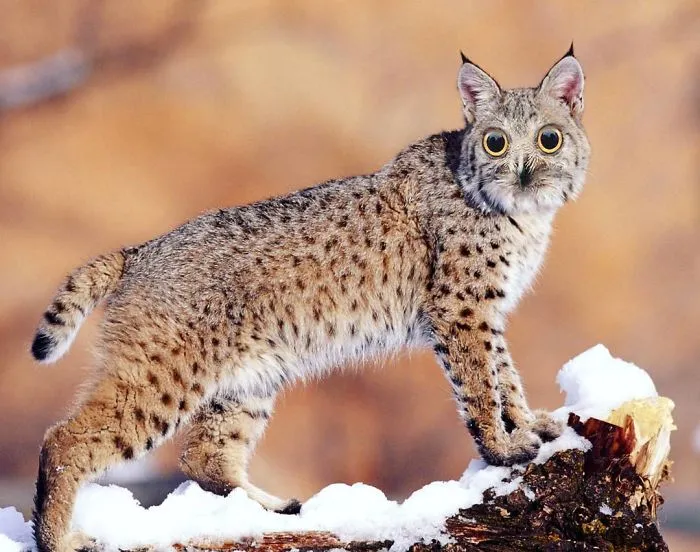 39 Unexpected Animal Hybrids That Would Be Hilarious In Real Life