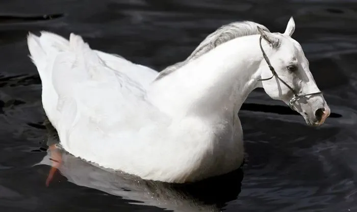 39 Unexpected Animal Hybrids That Would Be Hilarious In Real Life