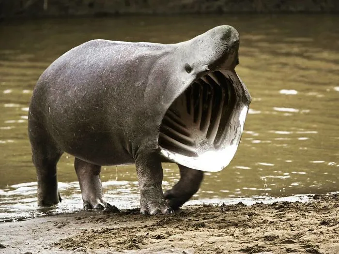 39 Unexpected Animal Hybrids That Would Be Hilarious In Real Life