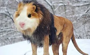 39 Unexpected Animal Hybrids That Would Be Hilarious In Real Life