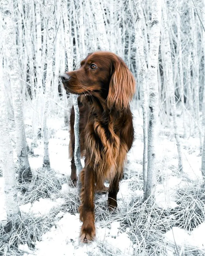 This Human And Dog Love Hiking Together In The Norwegian Wilderness, And Their Pics Are Absolutely Epic