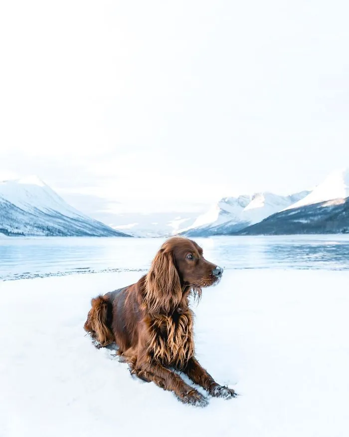This Human And Dog Love Hiking Together In The Norwegian Wilderness, And Their Pics Are Absolutely Epic