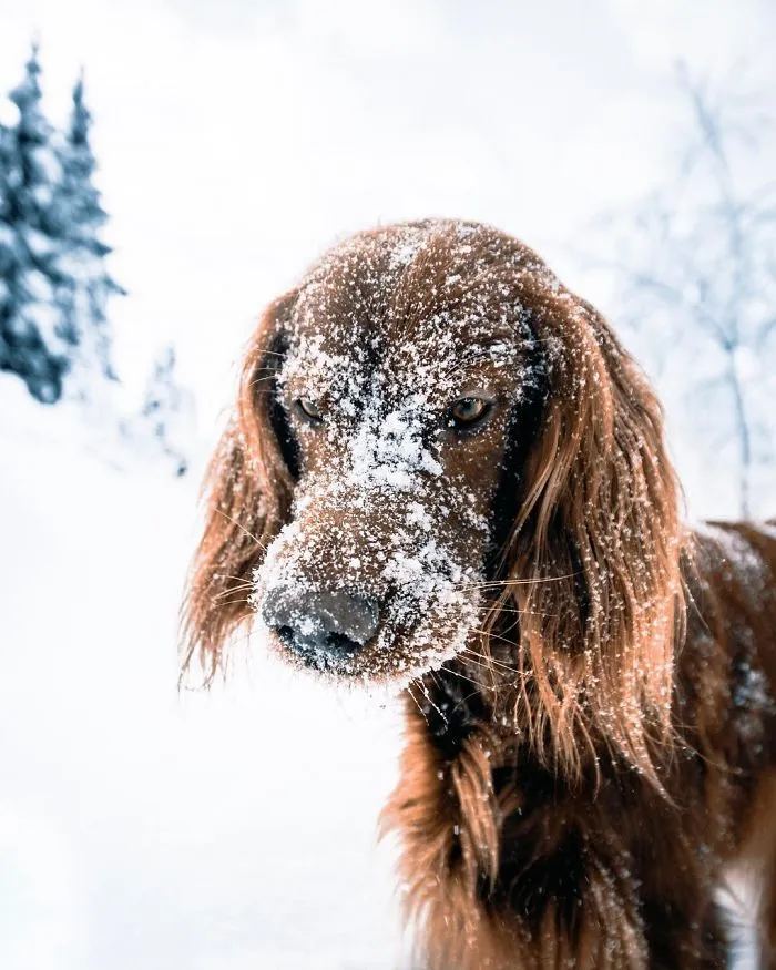 This Human And Dog Love Hiking Together In The Norwegian Wilderness, And Their Pics Are Absolutely Epic