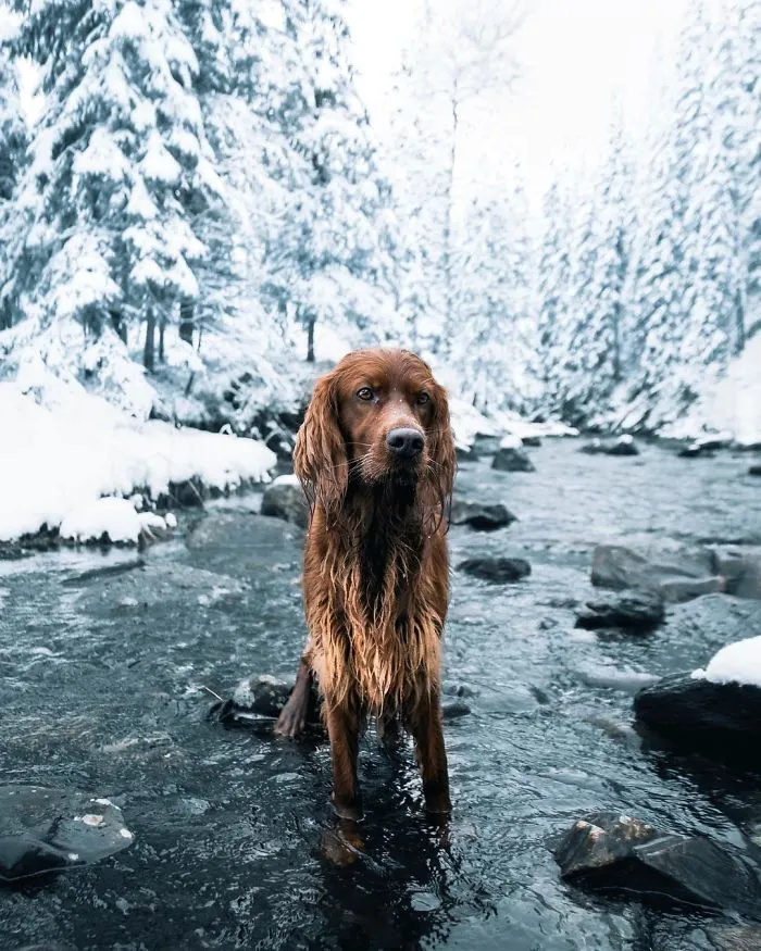 This Human And Dog Love Hiking Together In The Norwegian Wilderness, And Their Pics Are Absolutely Epic
