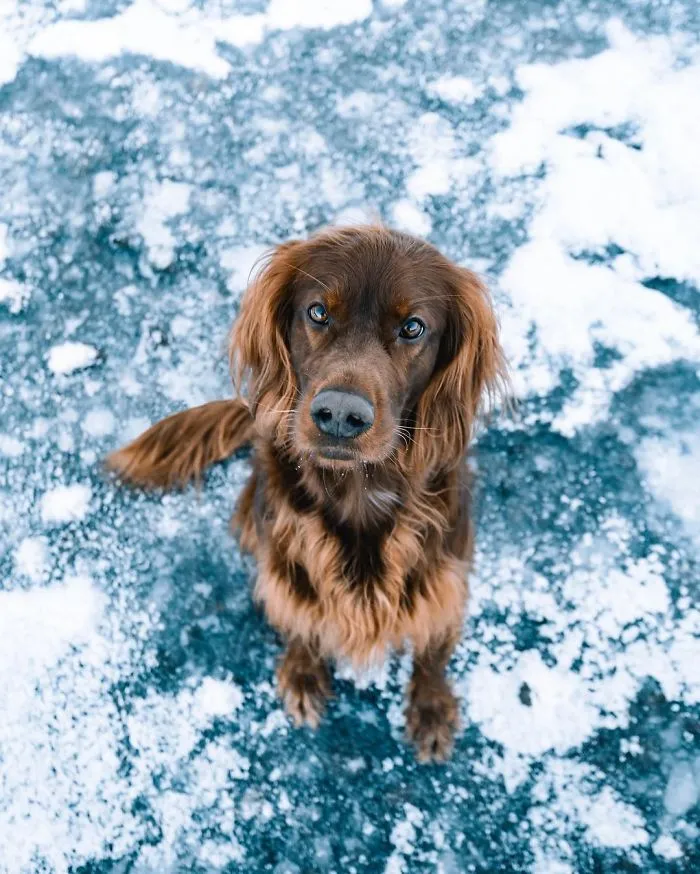 This Human And Dog Love Hiking Together In The Norwegian Wilderness, And Their Pics Are Absolutely Epic