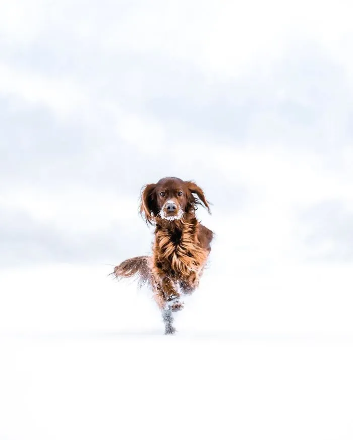This Human And Dog Love Hiking Together In The Norwegian Wilderness, And Their Pics Are Absolutely Epic