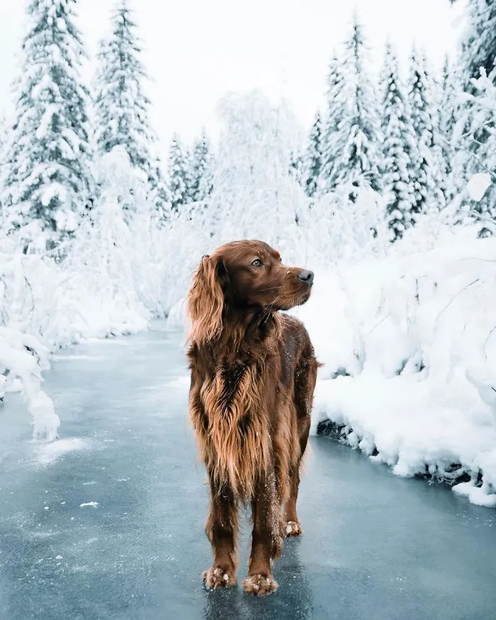 This Human And Dog Love Hiking Together In The Norwegian Wilderness, And Their Pics Are Absolutely Epic