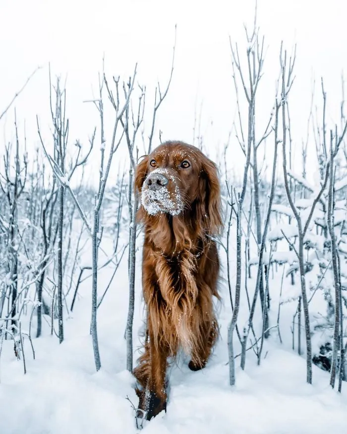 This Human And Dog Love Hiking Together In The Norwegian Wilderness, And Their Pics Are Absolutely Epic