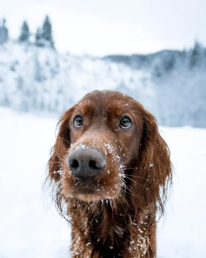 This Human And Dog Love Hiking Together In The Norwegian Wilderness, And Their Pics Are Absolutely Epic