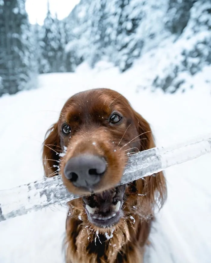 This Human And Dog Love Hiking Together In The Norwegian Wilderness, And Their Pics Are Absolutely Epic