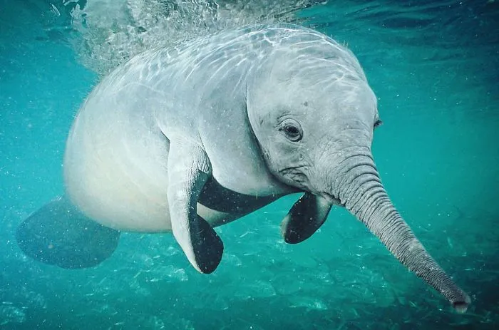 39 Unexpected Animal Hybrids That Would Be Hilarious In Real Life