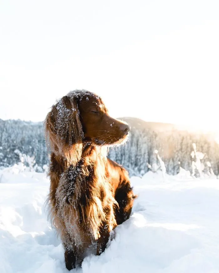 This Human And Dog Love Hiking Together In The Norwegian Wilderness, And Their Pics Are Absolutely Epic