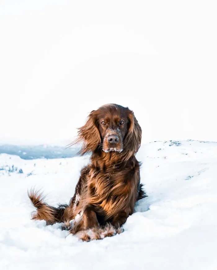 This Human And Dog Love Hiking Together In The Norwegian Wilderness, And Their Pics Are Absolutely Epic