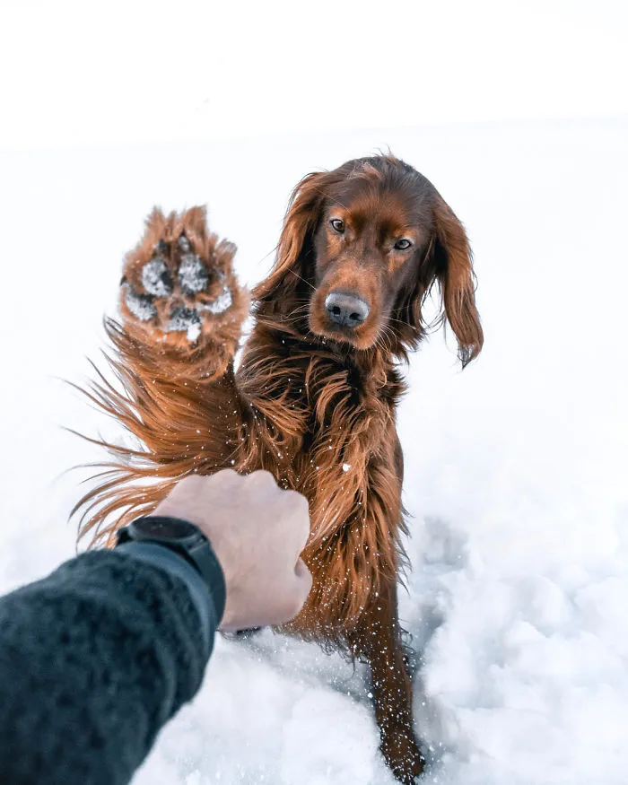 This Human And Dog Love Hiking Together In The Norwegian Wilderness, And Their Pics Are Absolutely Epic