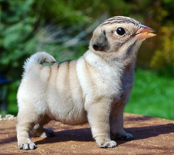 39 Unexpected Animal Hybrids That Would Be Hilarious In Real Life