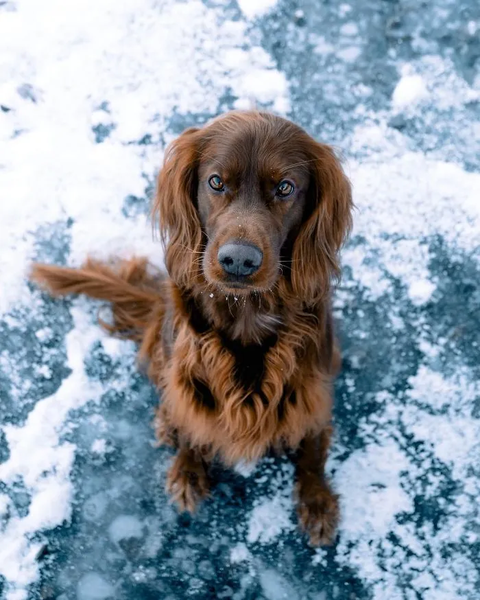 This Human And Dog Love Hiking Together In The Norwegian Wilderness, And Their Pics Are Absolutely Epic