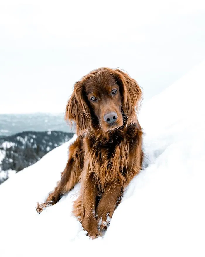This Human And Dog Love Hiking Together In The Norwegian Wilderness, And Their Pics Are Absolutely Epic