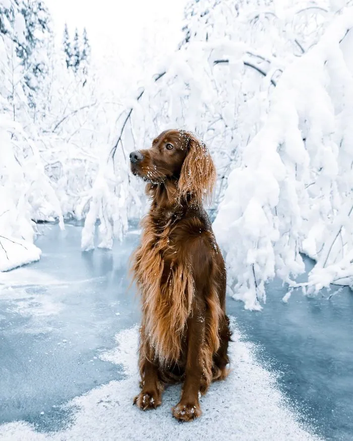 This Human And Dog Love Hiking Together In The Norwegian Wilderness, And Their Pics Are Absolutely Epic
