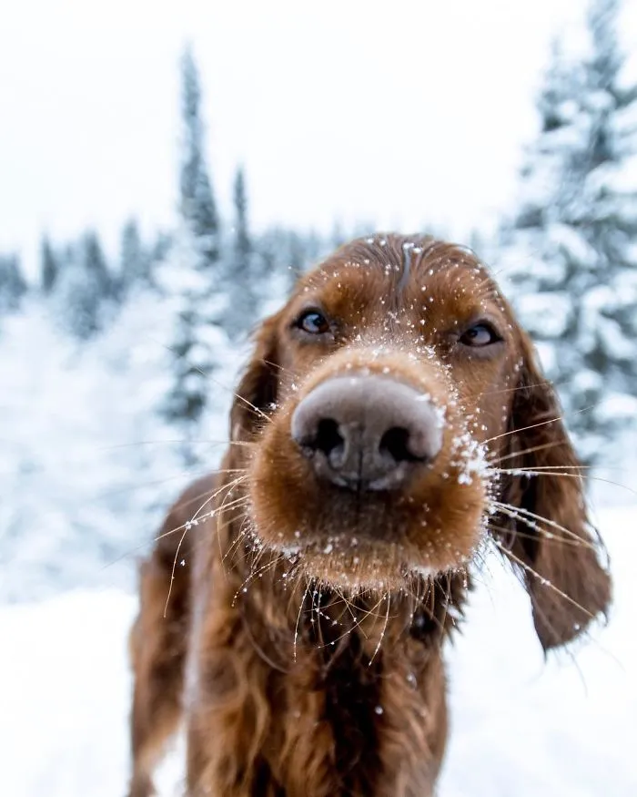 This Human And Dog Love Hiking Together In The Norwegian Wilderness, And Their Pics Are Absolutely Epic