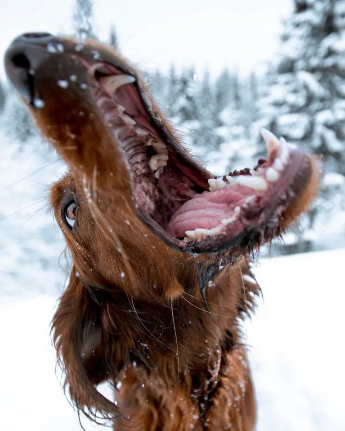 This Human And Dog Love Hiking Together In The Norwegian Wilderness, And Their Pics Are Absolutely Epic