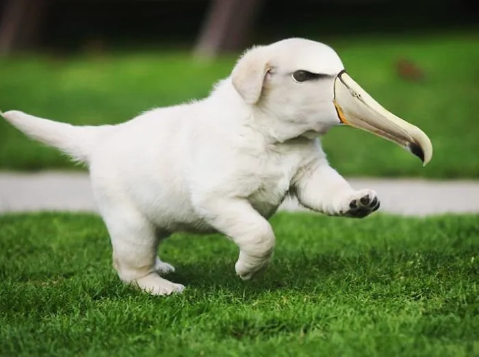 39 Unexpected Animal Hybrids That Would Be Hilarious In Real Life