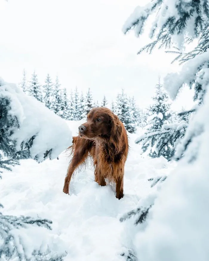This Human And Dog Love Hiking Together In The Norwegian Wilderness, And Their Pics Are Absolutely Epic