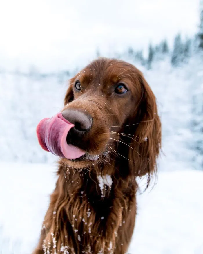 This Human And Dog Love Hiking Together In The Norwegian Wilderness, And Their Pics Are Absolutely Epic