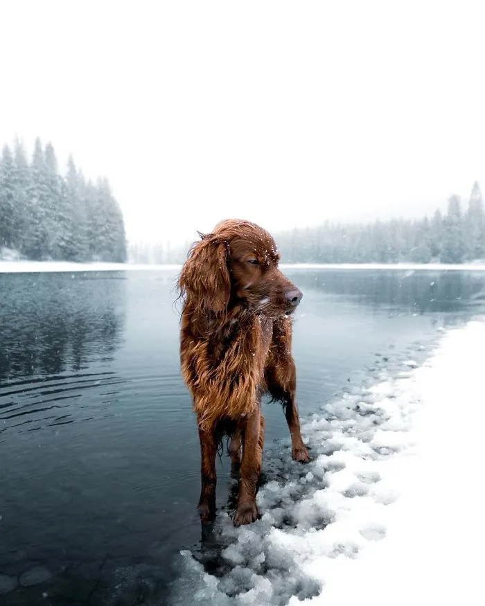 This Human And Dog Love Hiking Together In The Norwegian Wilderness, And Their Pics Are Absolutely Epic