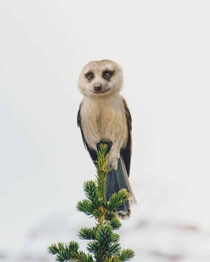 39 Unexpected Animal Hybrids That Would Be Hilarious In Real Life