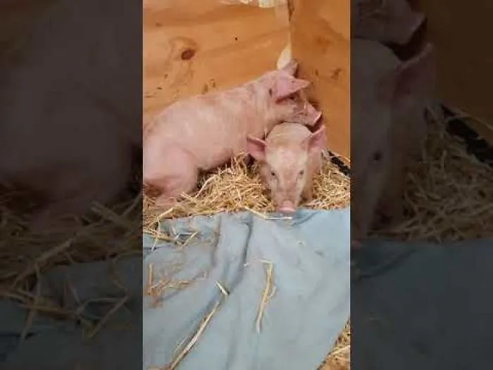 Traumatised Piglets Calmed By A Song After Rescue