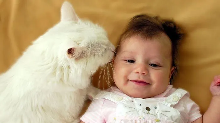 Cats And Babies Playing Together Compilation