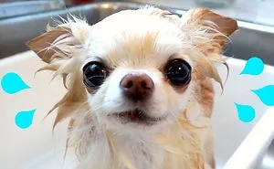 Chihuahua Cedric Enjoying His Bath