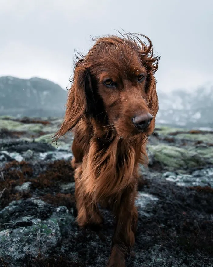This Human And Dog Love Hiking Together In The Norwegian Wilderness, And Their Pics Are Absolutely Epic