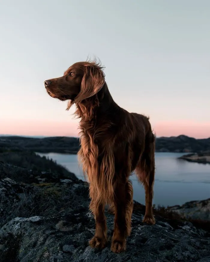 This Human And Dog Love Hiking Together In The Norwegian Wilderness, And Their Pics Are Absolutely Epic