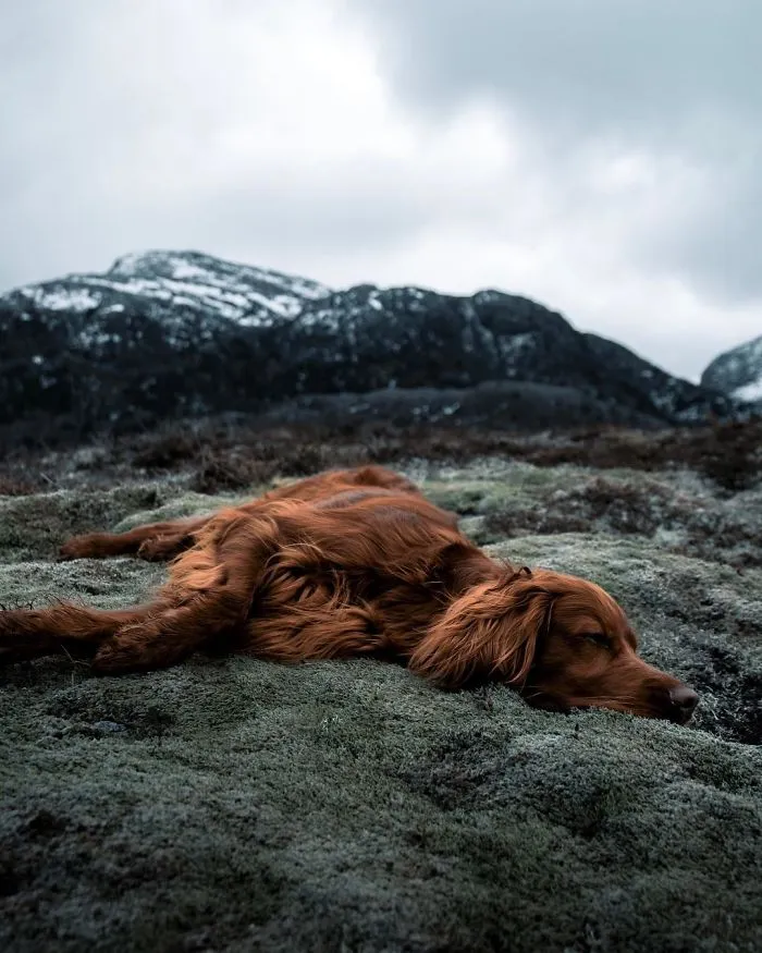 This Human And Dog Love Hiking Together In The Norwegian Wilderness, And Their Pics Are Absolutely Epic