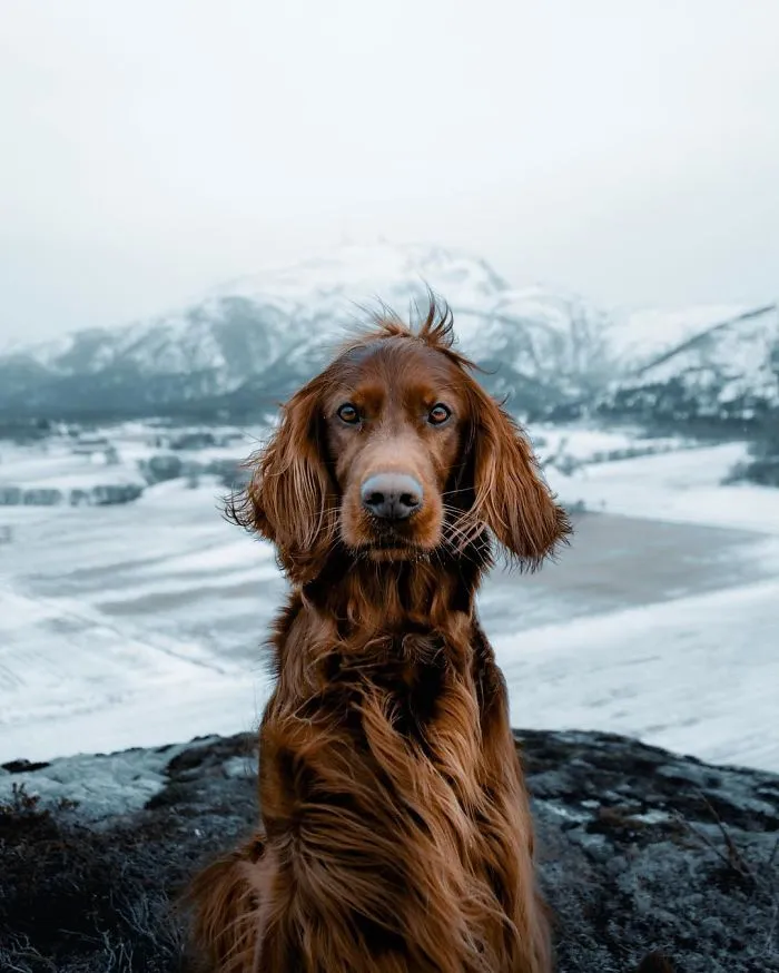 This Human And Dog Love Hiking Together In The Norwegian Wilderness, And Their Pics Are Absolutely Epic