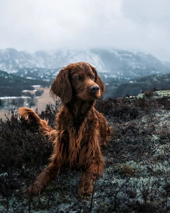 This Human And Dog Love Hiking Together In The Norwegian Wilderness, And Their Pics Are Absolutely Epic
