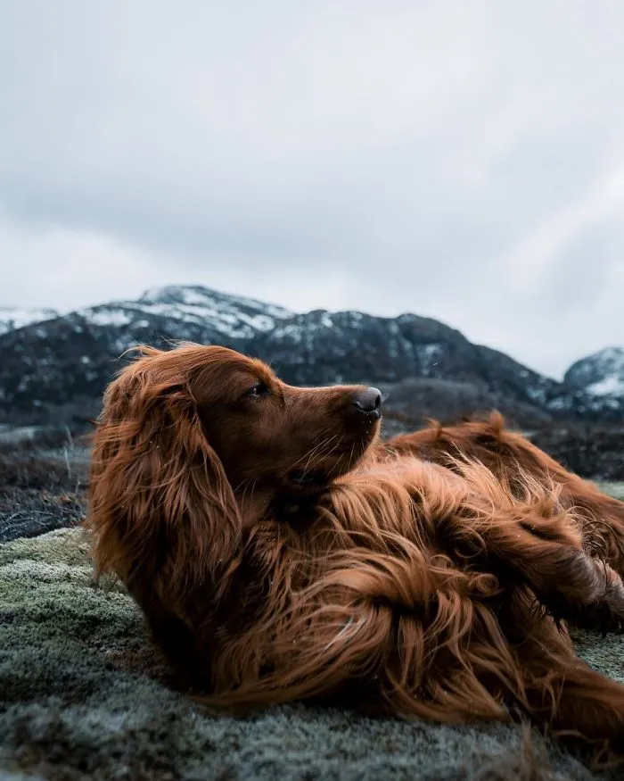 This Human And Dog Love Hiking Together In The Norwegian Wilderness, And Their Pics Are Absolutely Epic