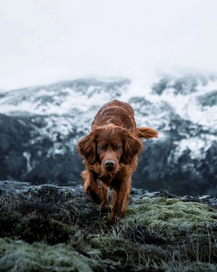 This Human And Dog Love Hiking Together In The Norwegian Wilderness, And Their Pics Are Absolutely Epic