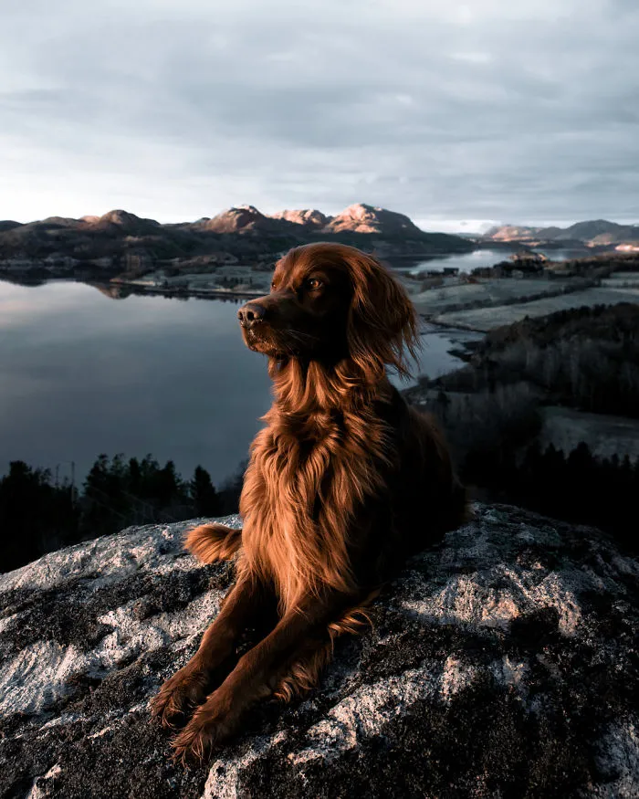 This Human And Dog Love Hiking Together In The Norwegian Wilderness, And Their Pics Are Absolutely Epic