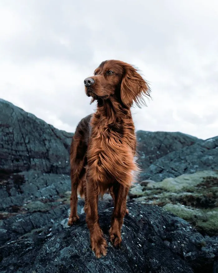 This Human And Dog Love Hiking Together In The Norwegian Wilderness, And Their Pics Are Absolutely Epic