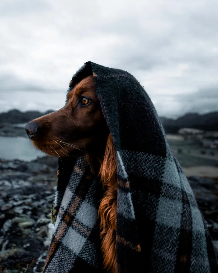 This Human And Dog Love Hiking Together In The Norwegian Wilderness, And Their Pics Are Absolutely Epic