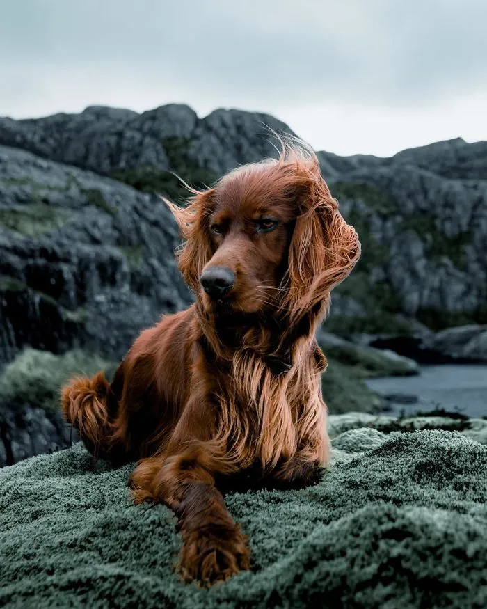 This Human And Dog Love Hiking Together In The Norwegian Wilderness, And Their Pics Are Absolutely Epic