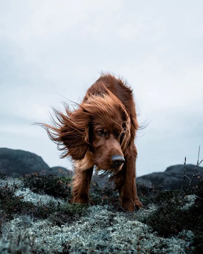 This Human And Dog Love Hiking Together In The Norwegian Wilderness, And Their Pics Are Absolutely Epic