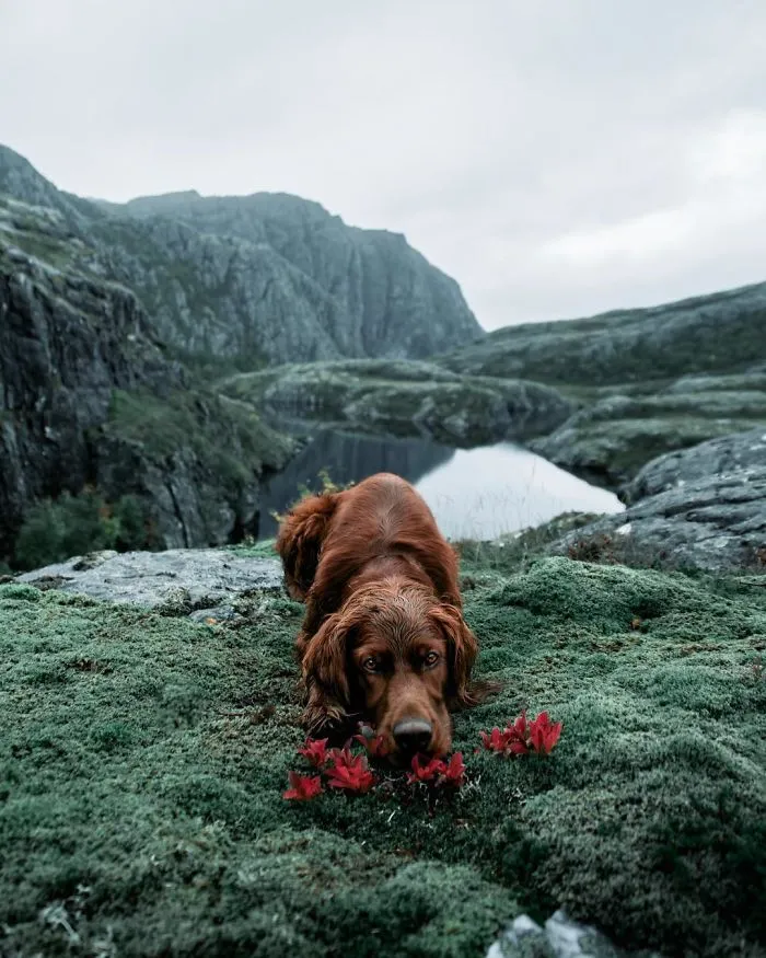 This Human And Dog Love Hiking Together In The Norwegian Wilderness, And Their Pics Are Absolutely Epic