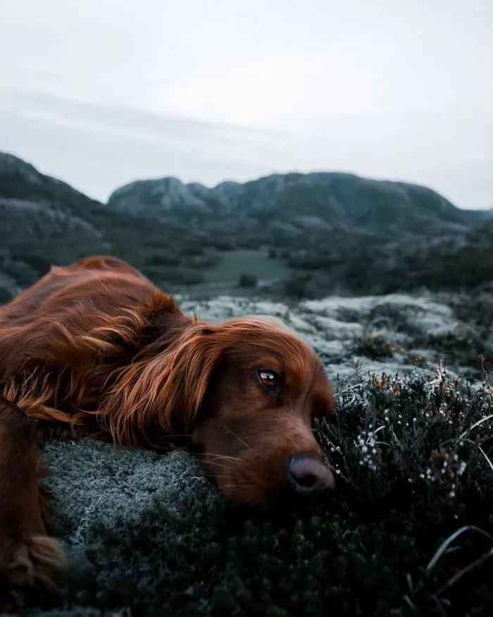 This Human And Dog Love Hiking Together In The Norwegian Wilderness, And Their Pics Are Absolutely Epic
